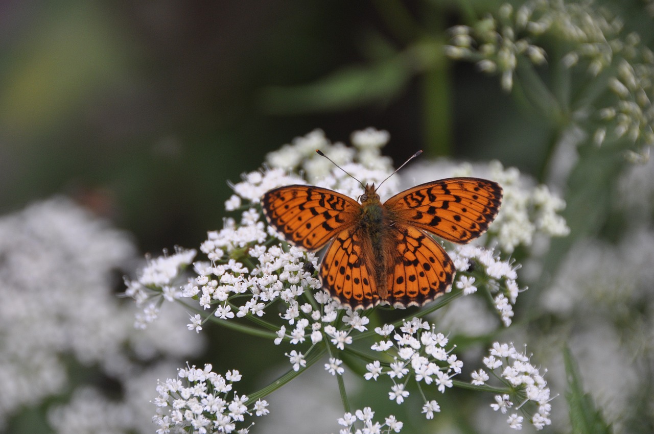 Řebříček obecný (Achillea millefolium)  motýl na květu